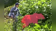 「クマ活」で人とヒグマの共存を目指す、斜里町で草やぶ刈り取り