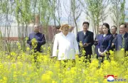 金正恩氏、新義州の菜の花畑を視察「壮観で絵のよう」 娘も同行