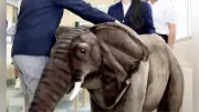 「触れるどうぶつえん」岡山盲学校に開園 キリンの首は想像以上に長い