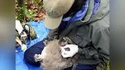 シマフクロウのひなに足輪装着、生態調査が開始 釧路などで