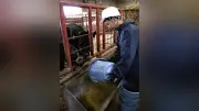 和牛甲子園初入賞へ！三本木農業恵拓高の生徒たちが奮闘中