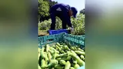 村田町でそら豆最盛期　甘く大きい豆が収穫期迎える
