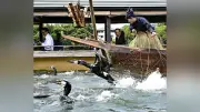 木曽川鵜飼が開幕、国宝・犬山城下で昼も夜も楽しめる