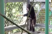 チンパンジーが道具で演奏、意思表示行動を確認 京大研究