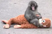 パンチくん毛色が変化し成長の証 市川市動植物園が近況報告