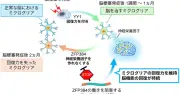 脳卒中後の回復メカニズム解明、新薬で神経症状改善 東大などNature発表