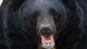 クマに襲われ眼球をえぐられても死んだフリを続けた22歳妊婦の壮絶な実話
