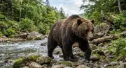 札幌市円山動物園、エゾヒグマが立ち上がる映像を公開 巨体が窓にツメを当てる迫力