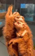 那須どうぶつ王国のミーアキャット3兄弟、芸術的な暖の取り方が話題